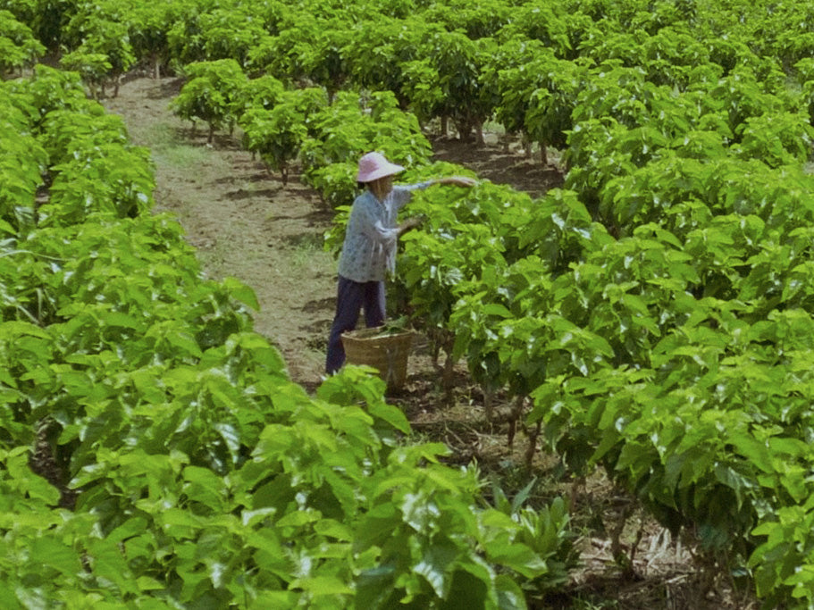 2 % POUR LES MAINS DERRIÈRE NOTRE SOIE